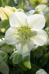 HELLEBORE - HELLEBORUS X NIGERCORS SNOW QUEEN