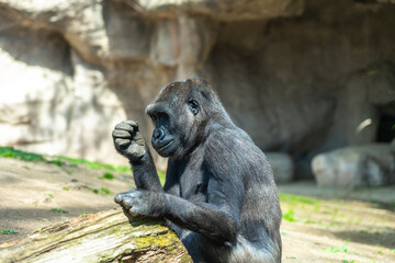 Western Lowland Gorilla in Barcelona Zoo