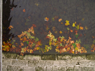 Jesienne liście w wodzie przy starym murze - obrazy, fototapety, plakaty