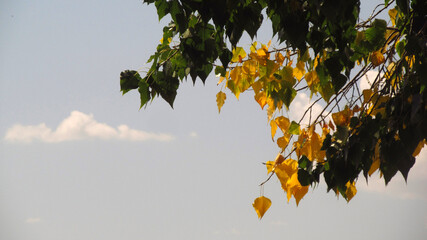 Żółte i zielone liście na tle nieba z chmurką - obrazy, fototapety, plakaty