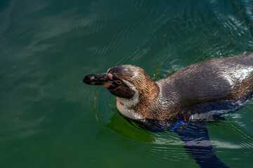 Naklejka premium Humboldt penguin (Spheniscus humboldti) in Barcelona zoo