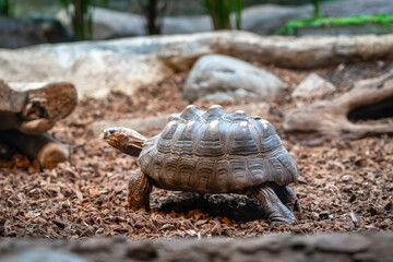 Fototapeta premium Turtle tortoise terrarium in zoo Barcelona