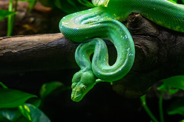 Green tree python (Morelia viridis) in zoo Barcelona