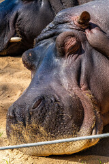 Common hippopotamus (Hippopotamus amphibius) in Barcelona Zoo