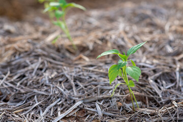 Seedlings of peppers in the plot Vegetables are in the process of growing up.