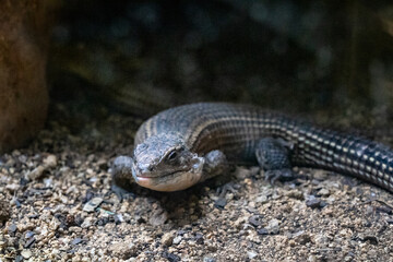 Bearded dragon (Pogona vitticeps) in zoo Barcelona