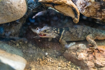 Bearded dragon (Pogona vitticeps) in zoo Barcelona