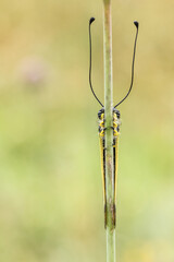 foto frontal de libeloides de muy largas antenas y alas amarillas y negras