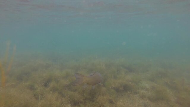 Tench, Tinca Tinca Fish Swimming Underwater in Blue Water