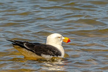 Pacific Gull