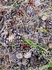 Pine cones lie on dry grass