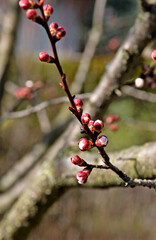 BOURGEON D'ABRICOTIER