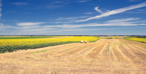 Obraz premium Sunflower field and round hay bales landscape