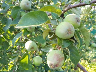 Green apples on a branch in the garden