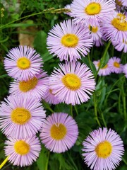 Fototapeta premium Lilac flowers in the garden