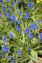 MUSCARI