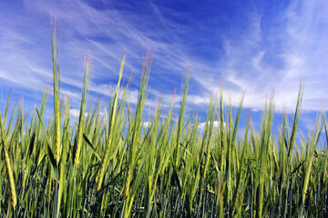 Green ears of wheat in the field