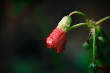 Red Rose Bud