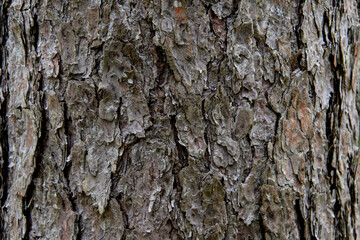 Tree bark texture close up, oak.