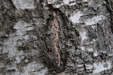 Birch tree bark with a scar texture close up.
