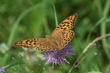 Argynnis paphia butterfly on a flower in the forest.