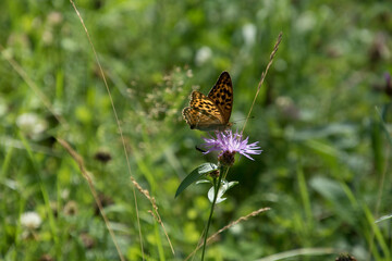 Argynnis paphia butterfly on a flower in the forest.