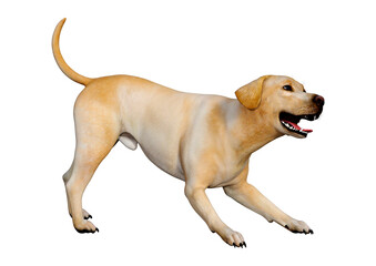 3D Rendering Labrador Dog on White