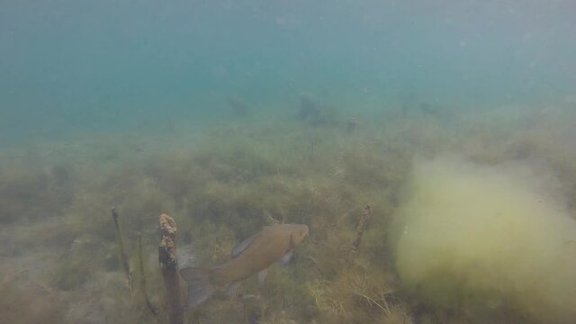 Tench, Tinca Tinca Fish Swimming Underwater in Blue Water