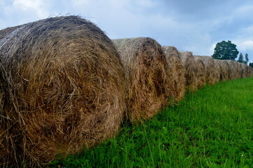 Freshly rolled straw rolls in the green meadow, close-up. Round bay bale rolls in a green field