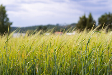 wheat field and blue sky in summer