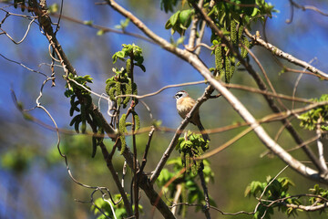 Meadow Bunting, it is widely inhabited in East Asia, is perching on oak's branch.