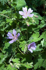 GERANIUM