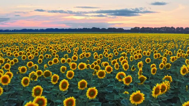 Sunflower fields aerial sunset farm agronomy flowers floar nature