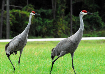 Florida, USA- Sandhill Cranes In Love
