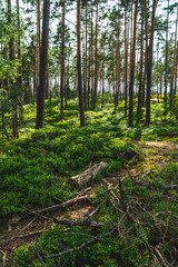 Green blueberry bushes in the forest