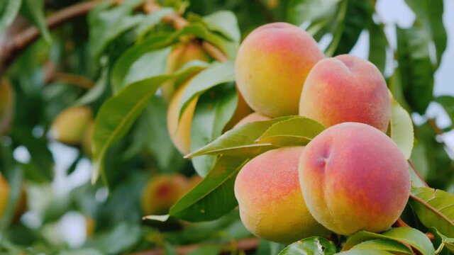 Juicy peaches ripen on a branch