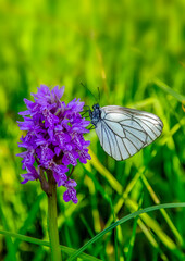White butterfly Aporia crataegi on purple Dactylorhiza majalis flower, also known as western marsh...