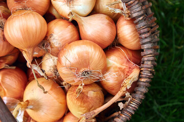 Fresh onions harvest in wooden basket on grass.