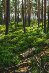 Green blueberry bushes in the forest