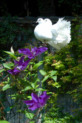 COLOMBES SUR CLEMATITES