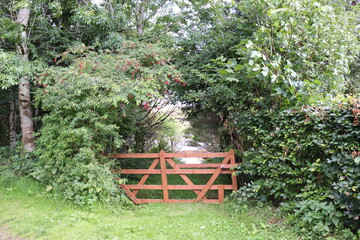 Obraz premium gate in the forest