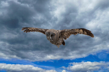 Owl flies in sky. Against backdrop of gloomy gray skies. Front view from below.