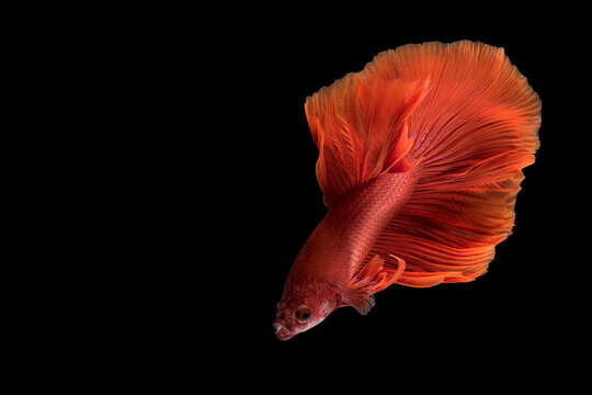 Close up art movement of Betta fish or Siamese fighting fish isolated on black background.Fine art design concept.