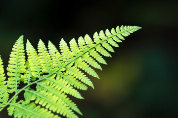Close up of green leaf with shallow depth of field in dark background © ChompopsonG