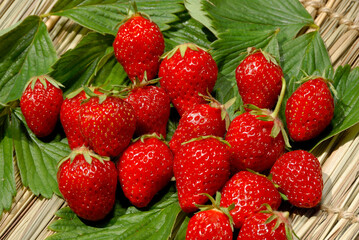 FRAISE MARA DES BOIS