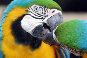 BIRDS- Close Up- South American Macaws in Feeding Behavior