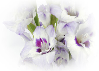 Purple gladiola flower bouquet isolated on an elegant white background with white vignetting. Floral backdrop for greeting card.