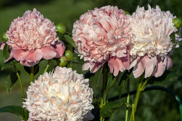 Beautiful pink Peonie flowers in a garden against countryside background.