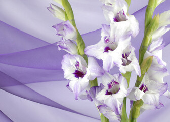 Purple gladiola bouquet isolated on a purple swag elegant backdrop. Floral background for greeting card.
