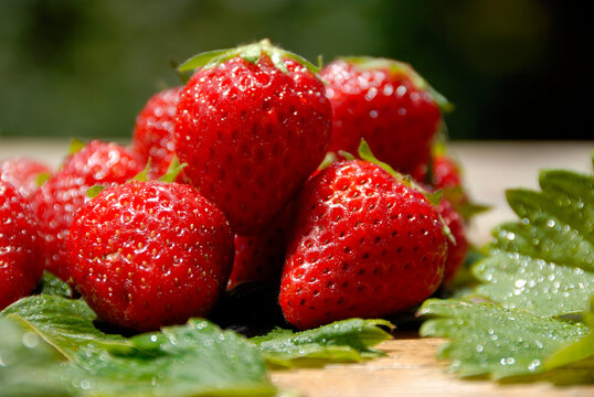 FRAISE MARA DES BOIS